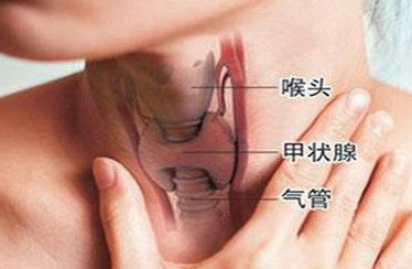 甲状腺
